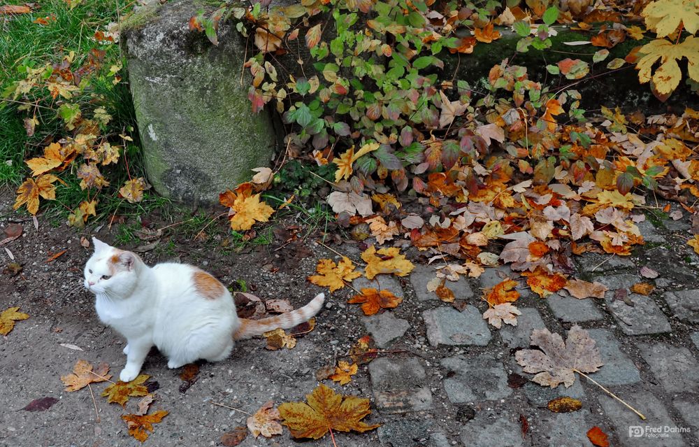 Kätzchen im Herbst