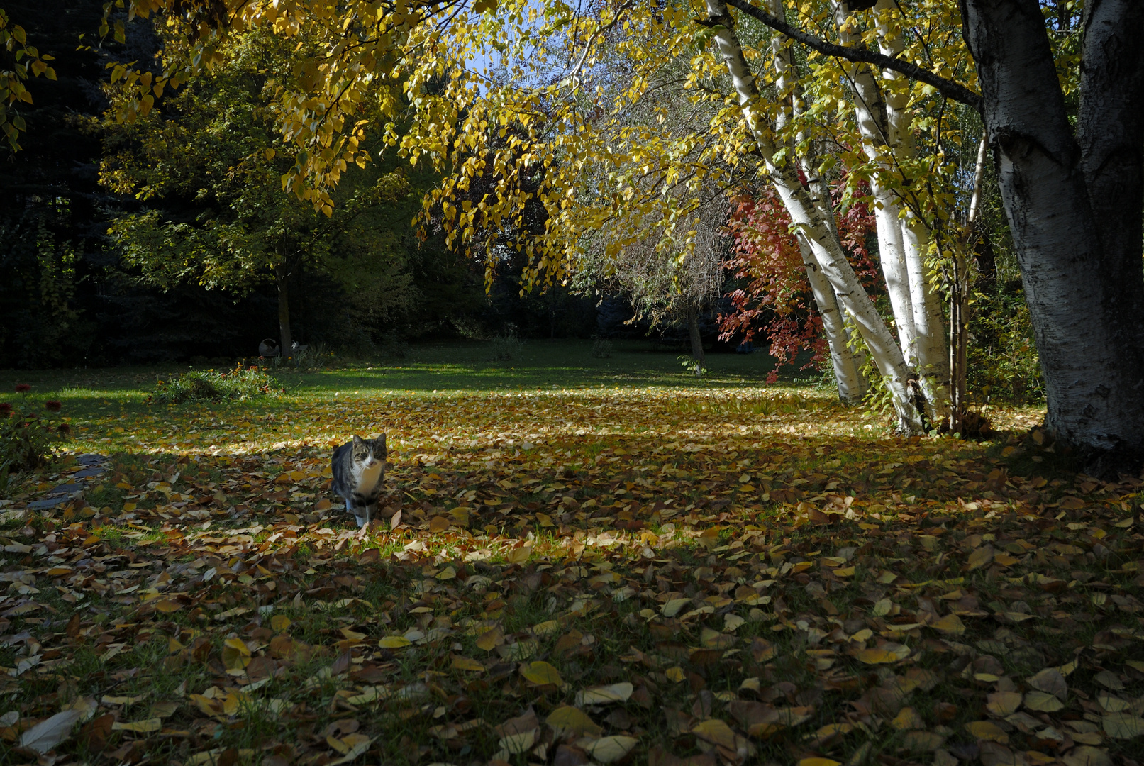 Kätzchen im Herbstlaub