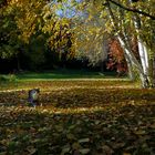 Kätzchen im Herbstlaub