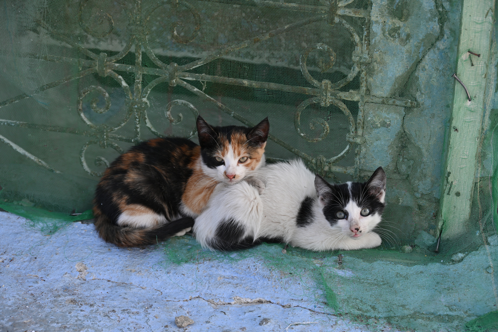 Kätzchen in Chefchaouen