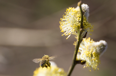 Kätzchen liebt Bienchen 1