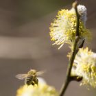 Kätzchen liebt Bienchen 1