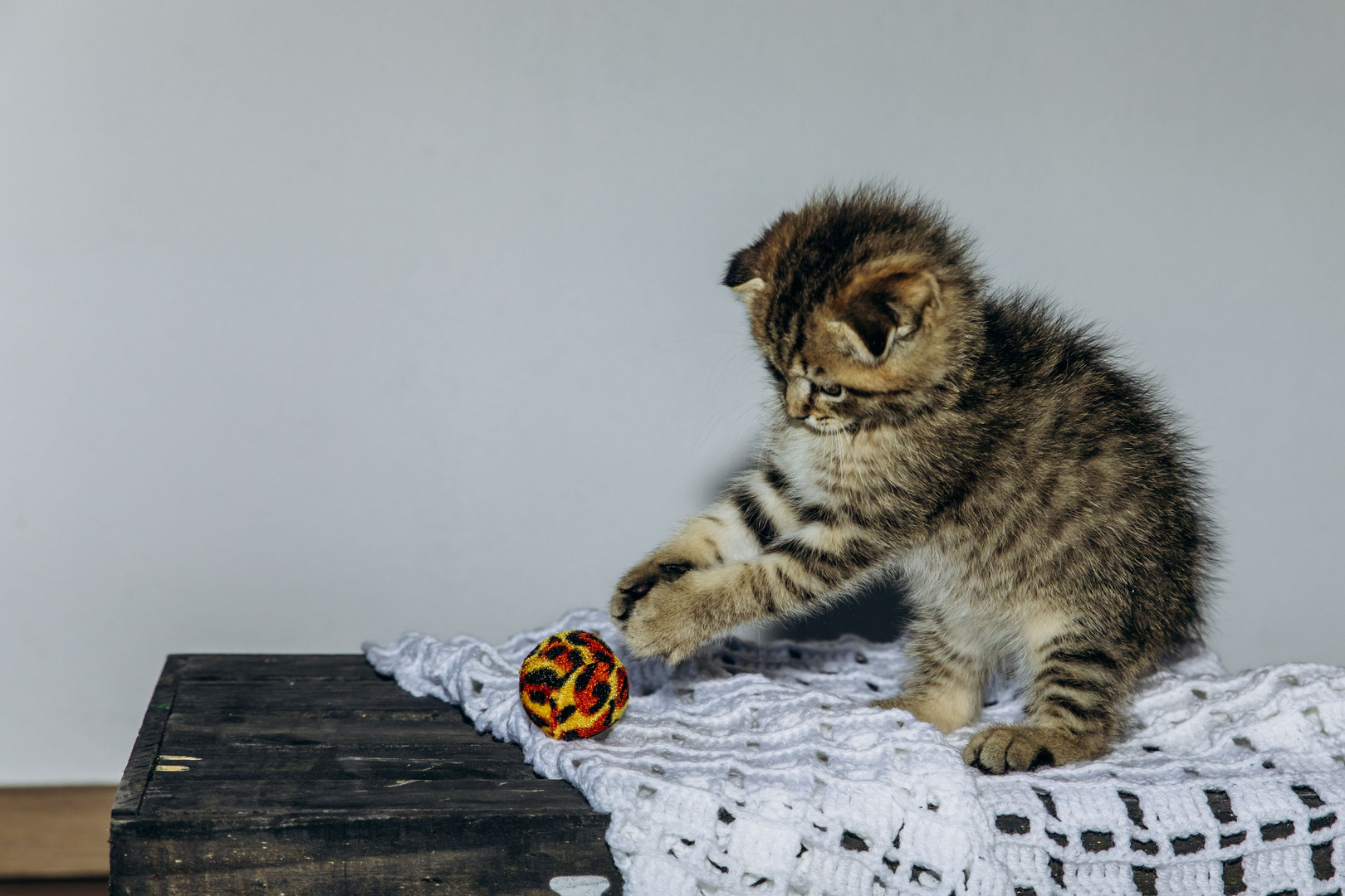 Kätzchen mit Ball