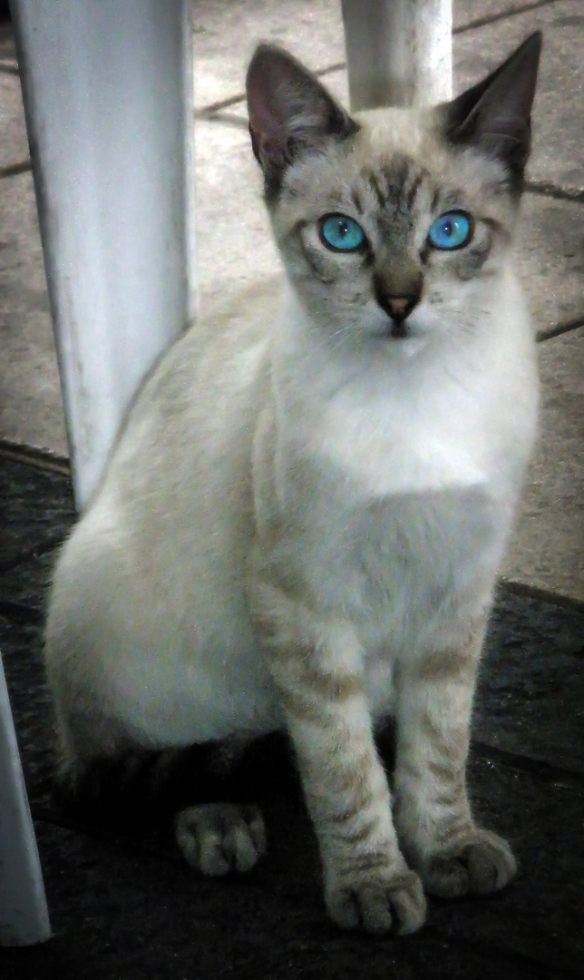 Kätzchen mit blauen Augen