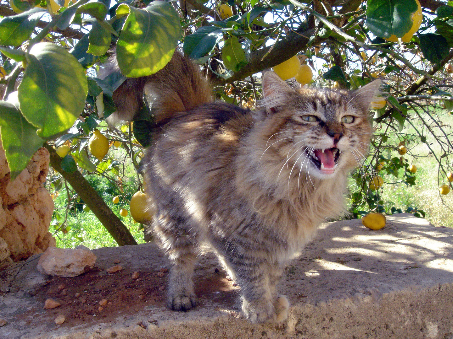 Kätzchen nicht im Sack und auch nicht mit Zitronen gehandelt (Mallorca 2009)