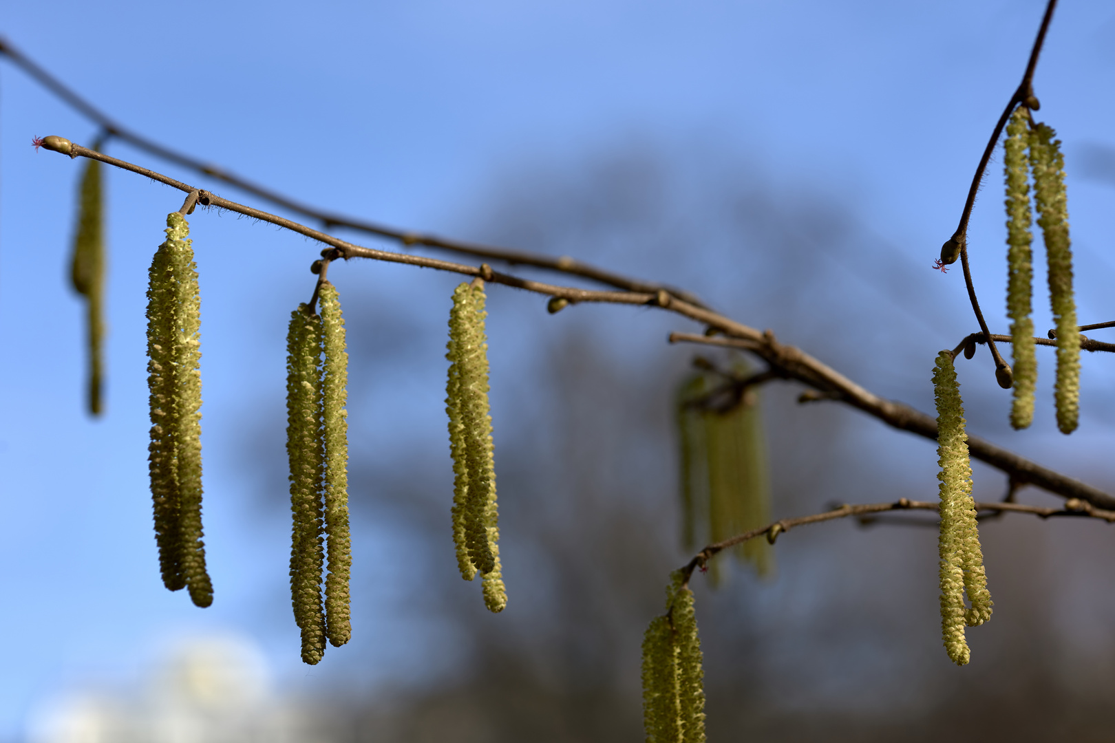 Kätzchen und Blüten