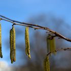 Kätzchen und Blüten