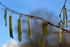 Kätzchen und Blüten