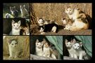 Kätzchenallerlei von Sonja Haase 