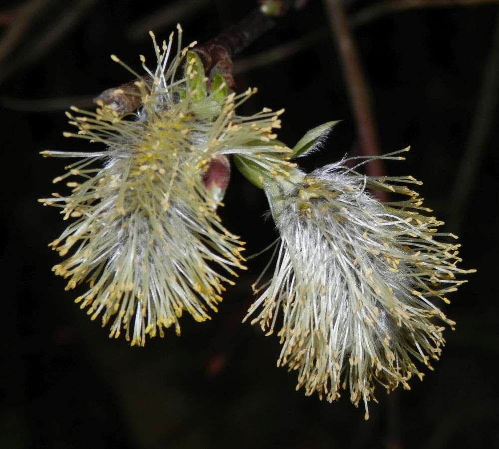 Kätzchenblüte