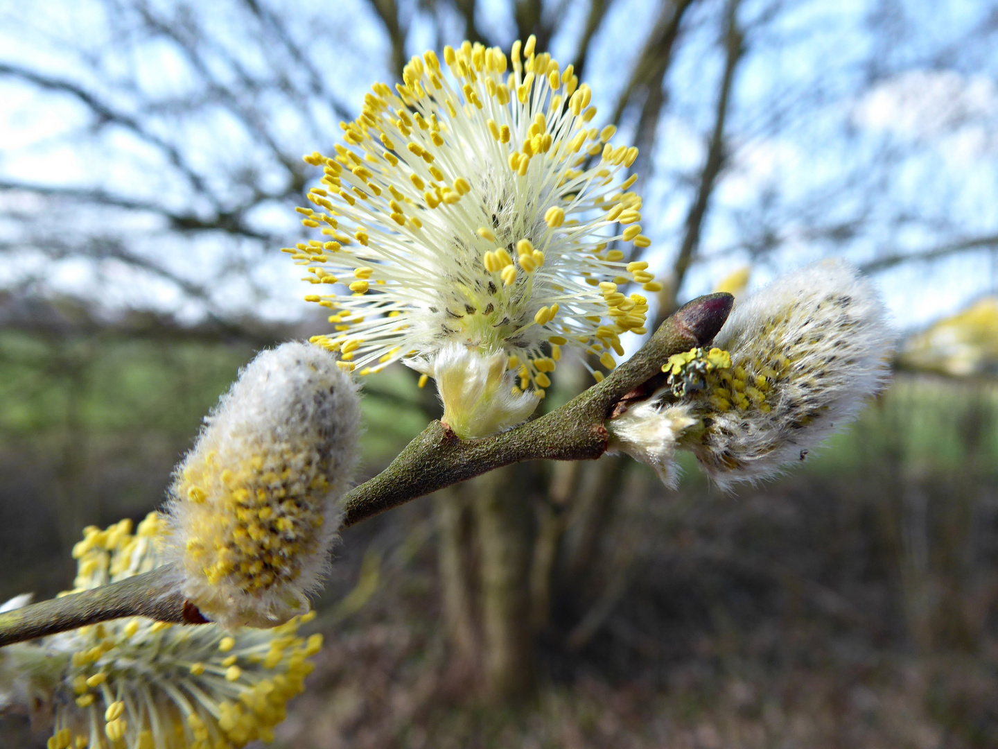 Kätzchenblüte