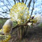 Kätzchenblüte