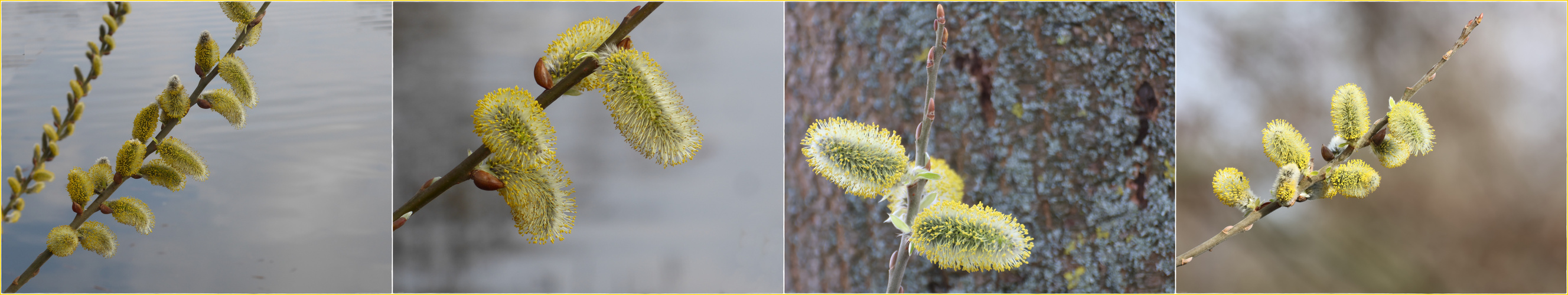 Kätzchenblüte