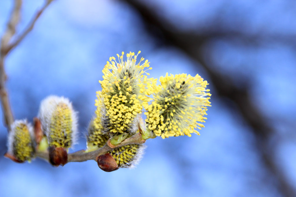 Kätzchenblüten 