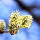 Kätzchenblüten 