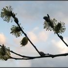 Kätzle im Baum