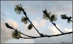 Kätzle im Baum