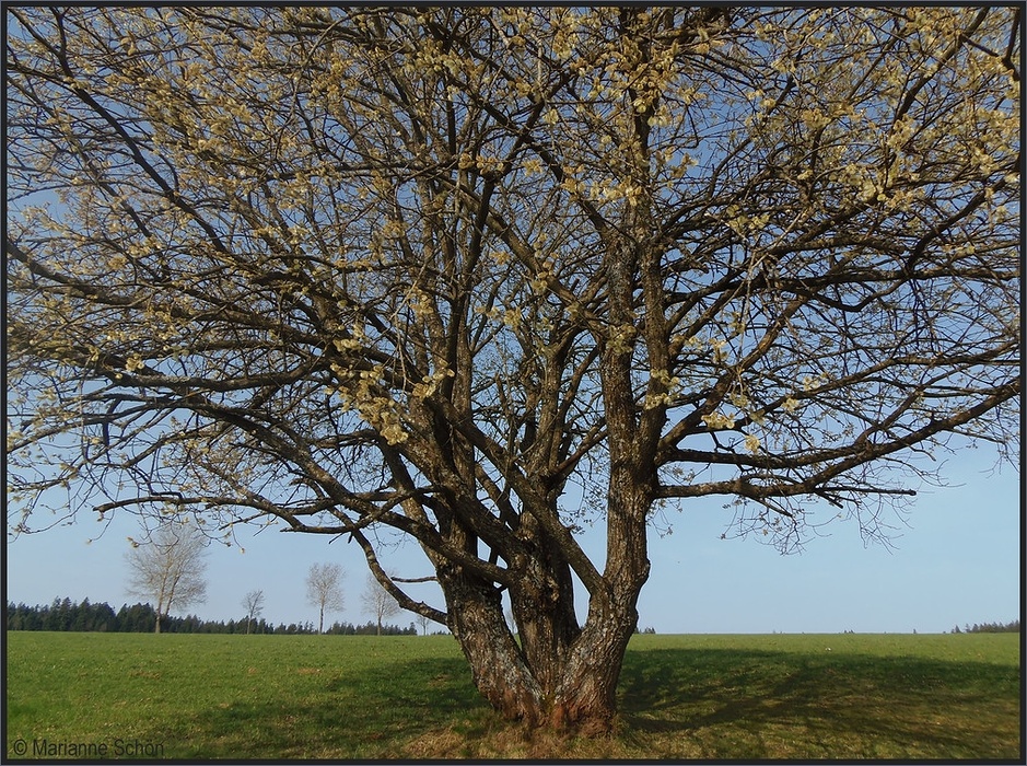 *Kätzlesbaum*