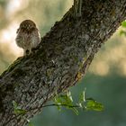 ... Käuzchen wird flügge ...