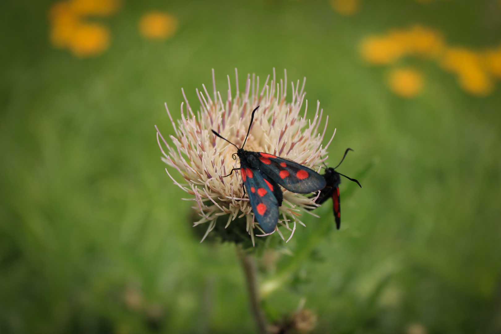 Ka?fer und Blume