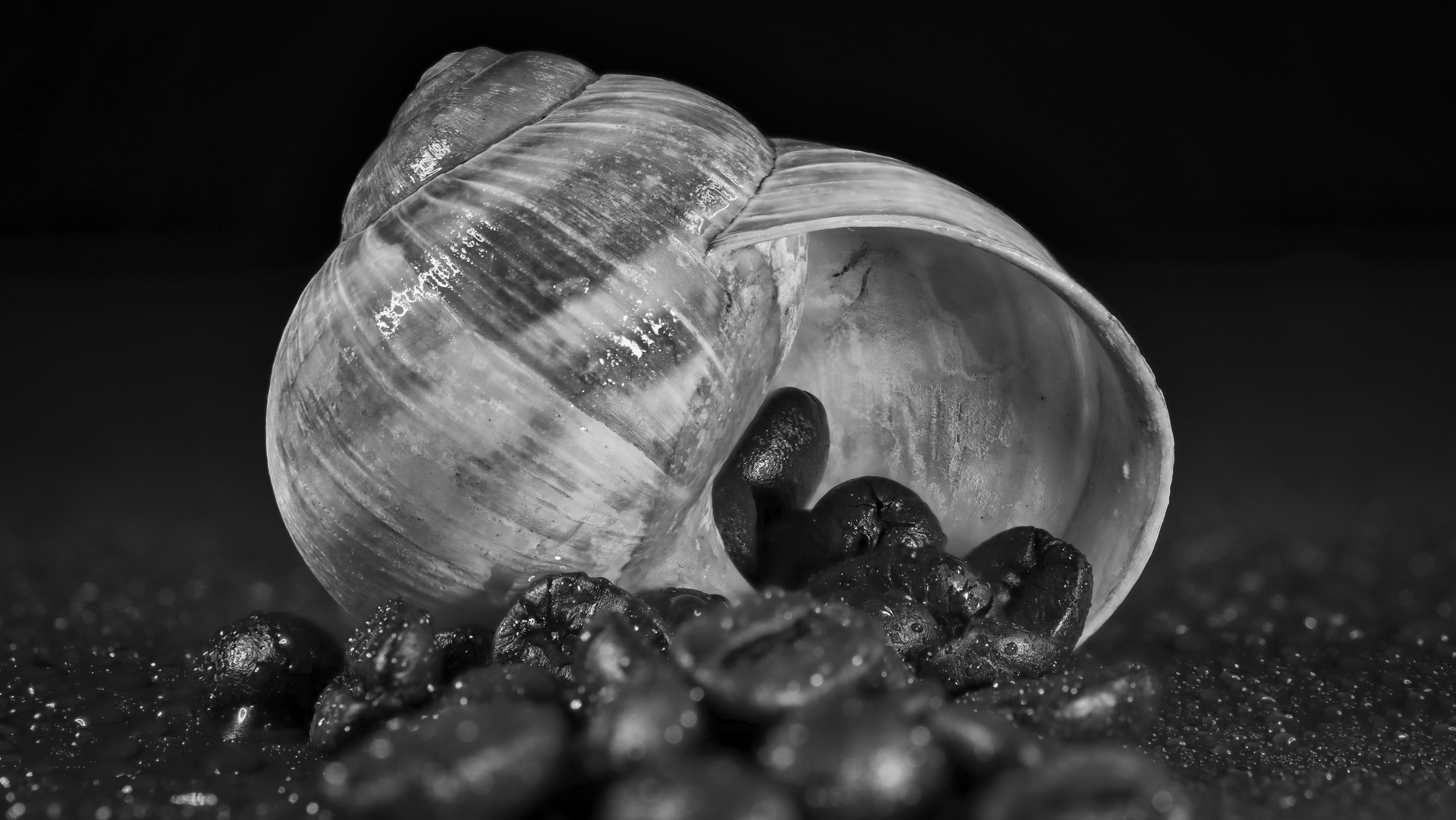 Kaffe, Schneckenhaus und Wasser