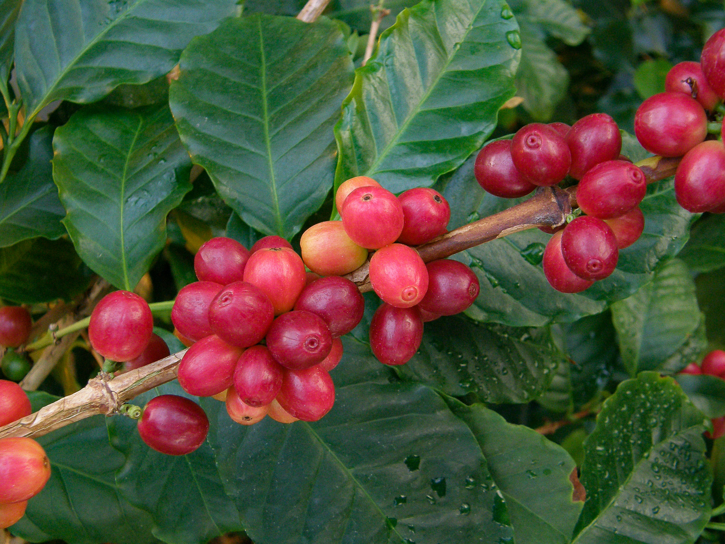  Kaffee aus dem Königreich Kaffa