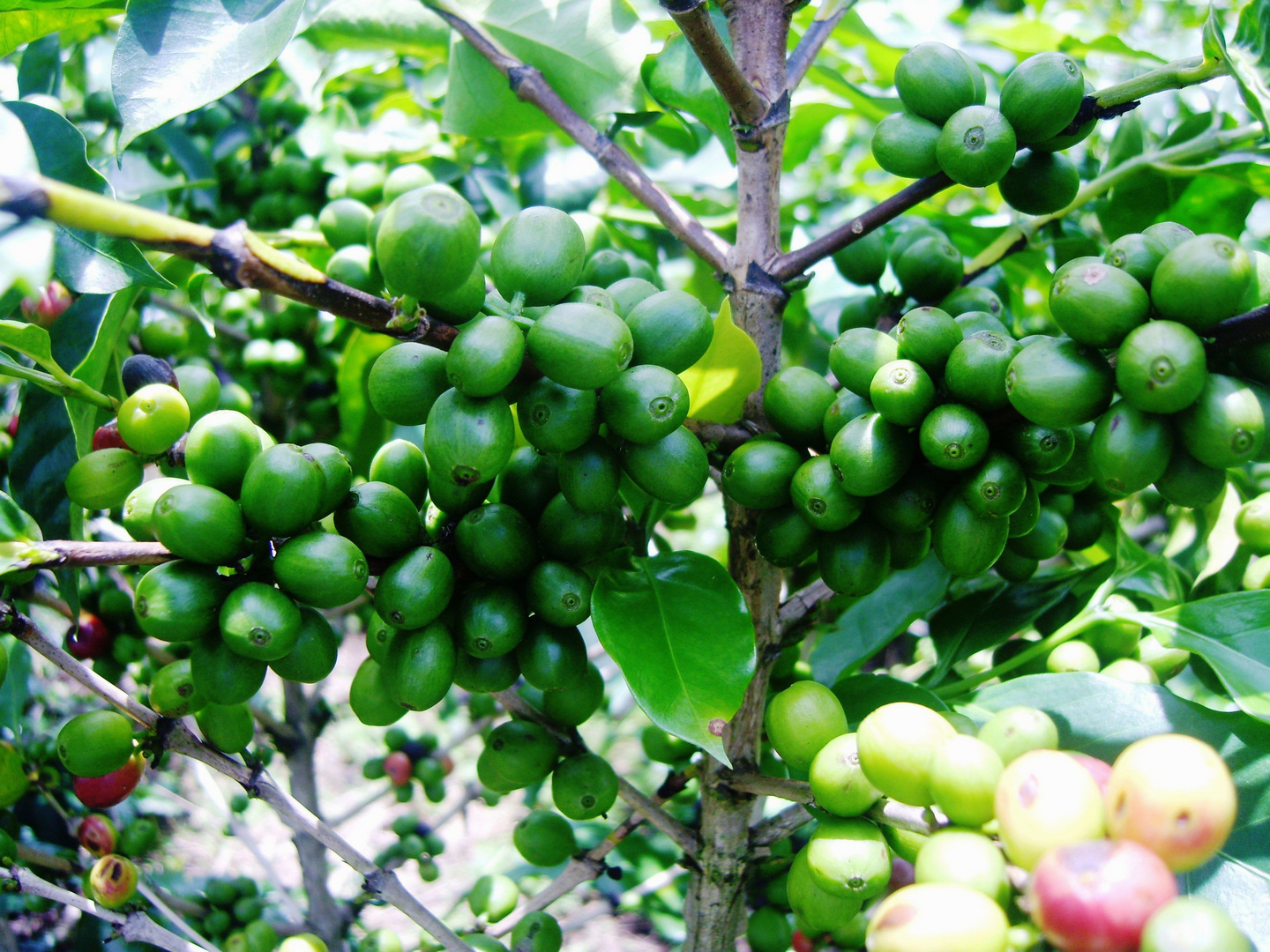 Kaffee aus Vietnam