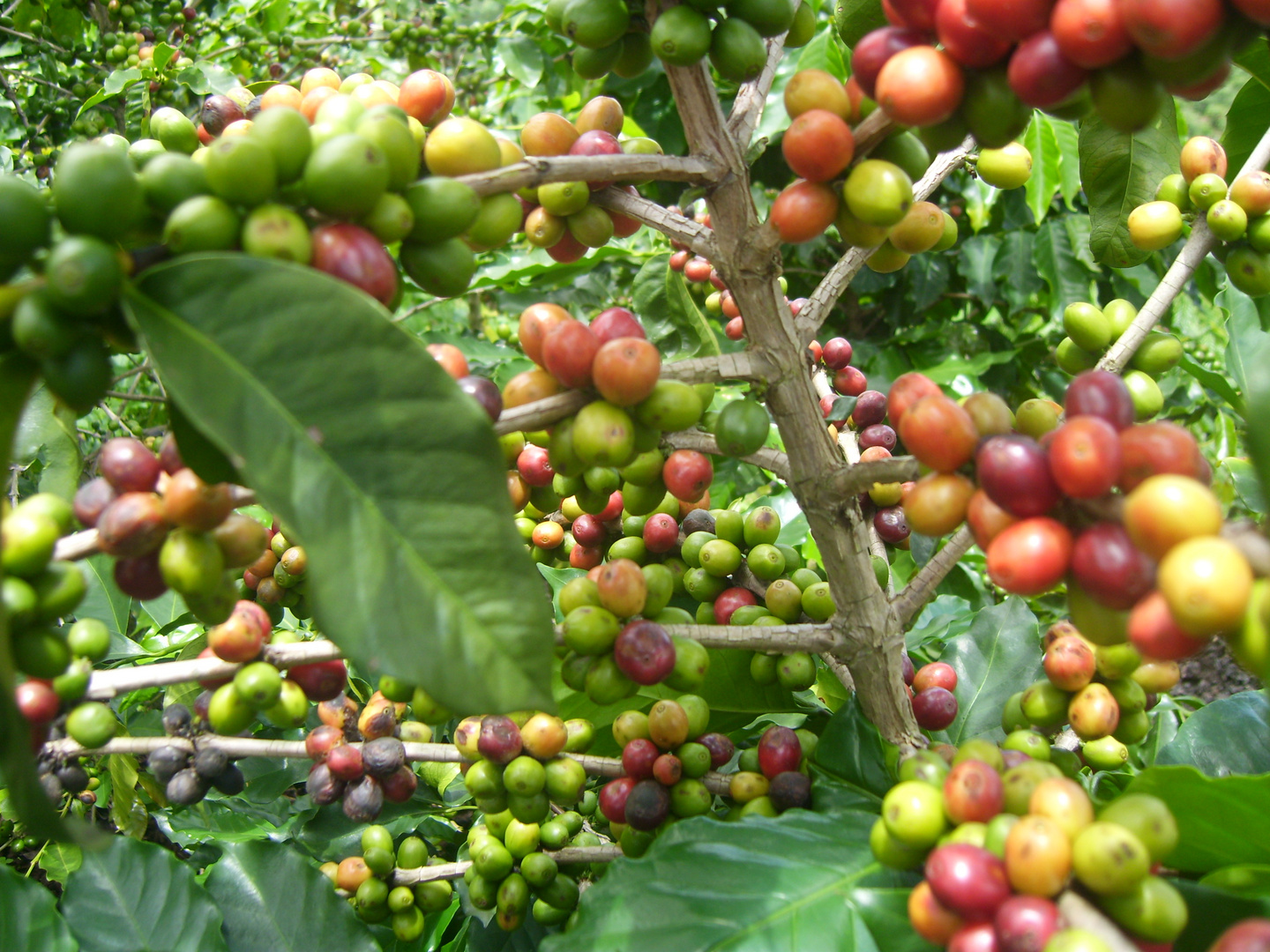 Kaffee aus Vietnam