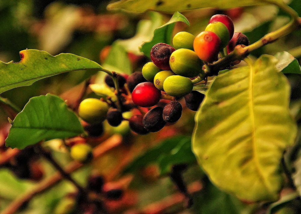 Kaffee- Besuch einer Plantage