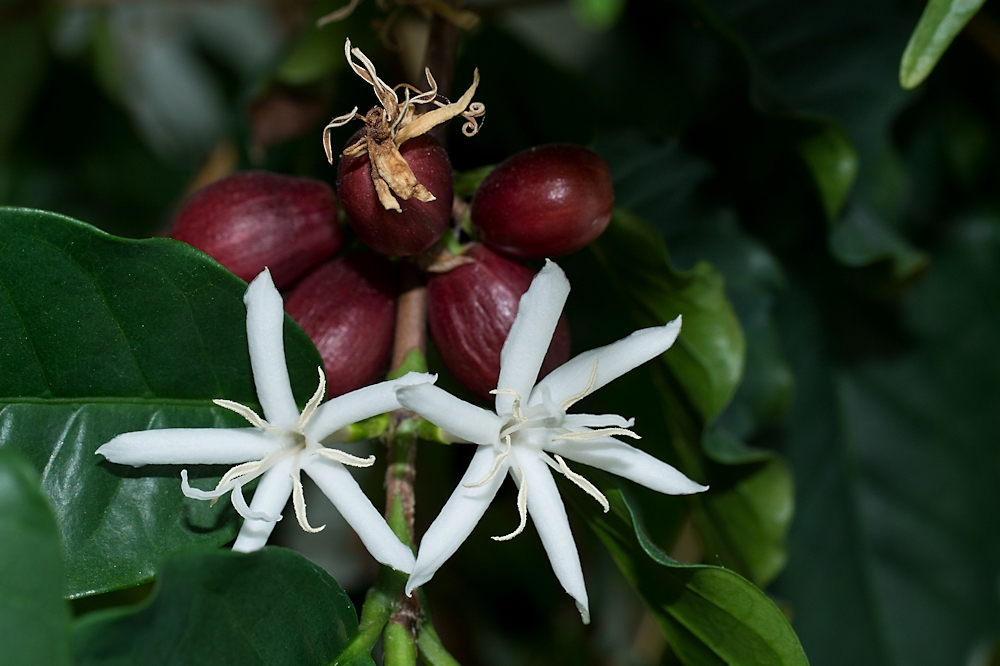 Kaffee, Blüte und Früchte