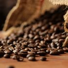 Kaffee (Coffea arabica)