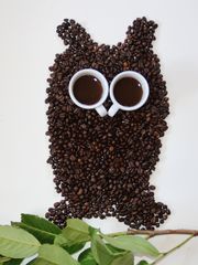 Kaffee-Kauz / Coffee-Owl