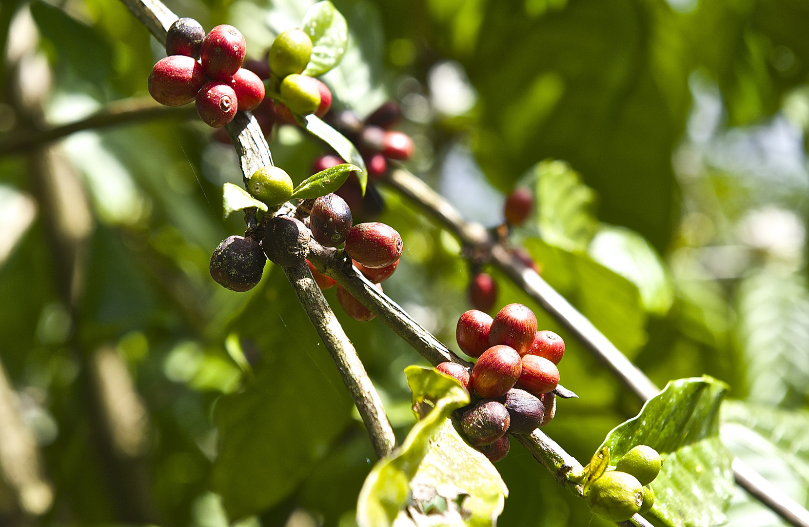 Kaffeebeeren