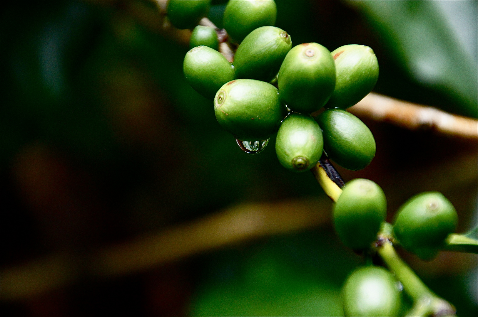 kaffeebohnen, burma 2011