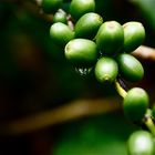 kaffeebohnen, burma 2011