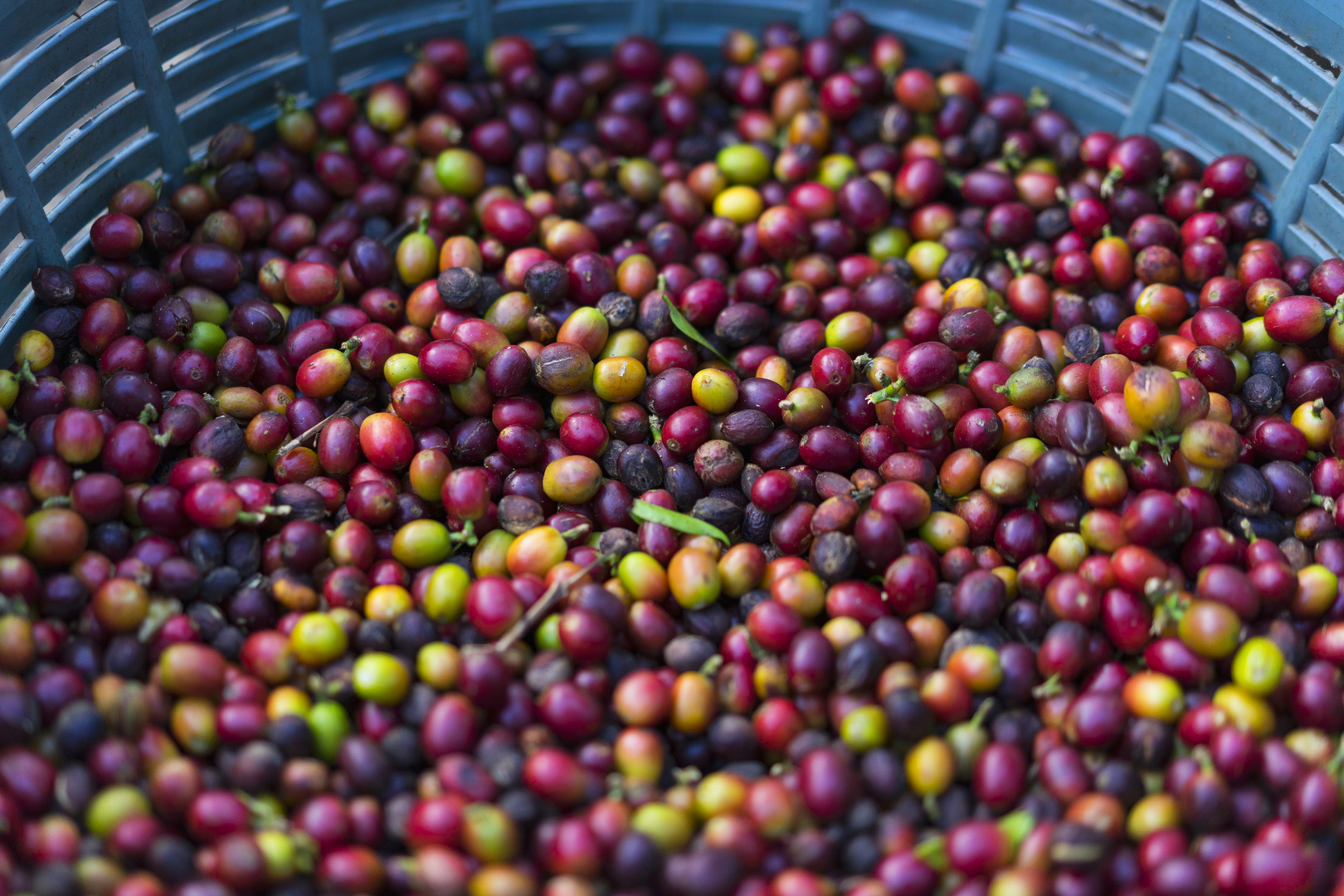 Kaffeebohnen in Costa Rica