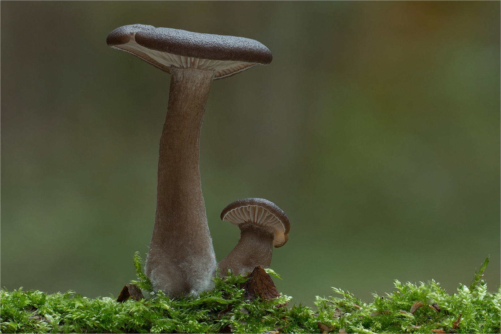 Kaffeebrauner Gabeltrichterling (Pseudoclitocybe cyathiformis)