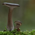 Kaffeebrauner Gabeltrichterling (Pseudoclitocybe cyathiformis)