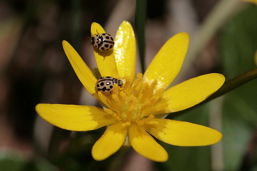 Kaffeeklatsch in der Scharbockskraut-Blüte