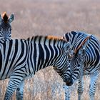 Kaffeeklatsch, Safari Südafrika