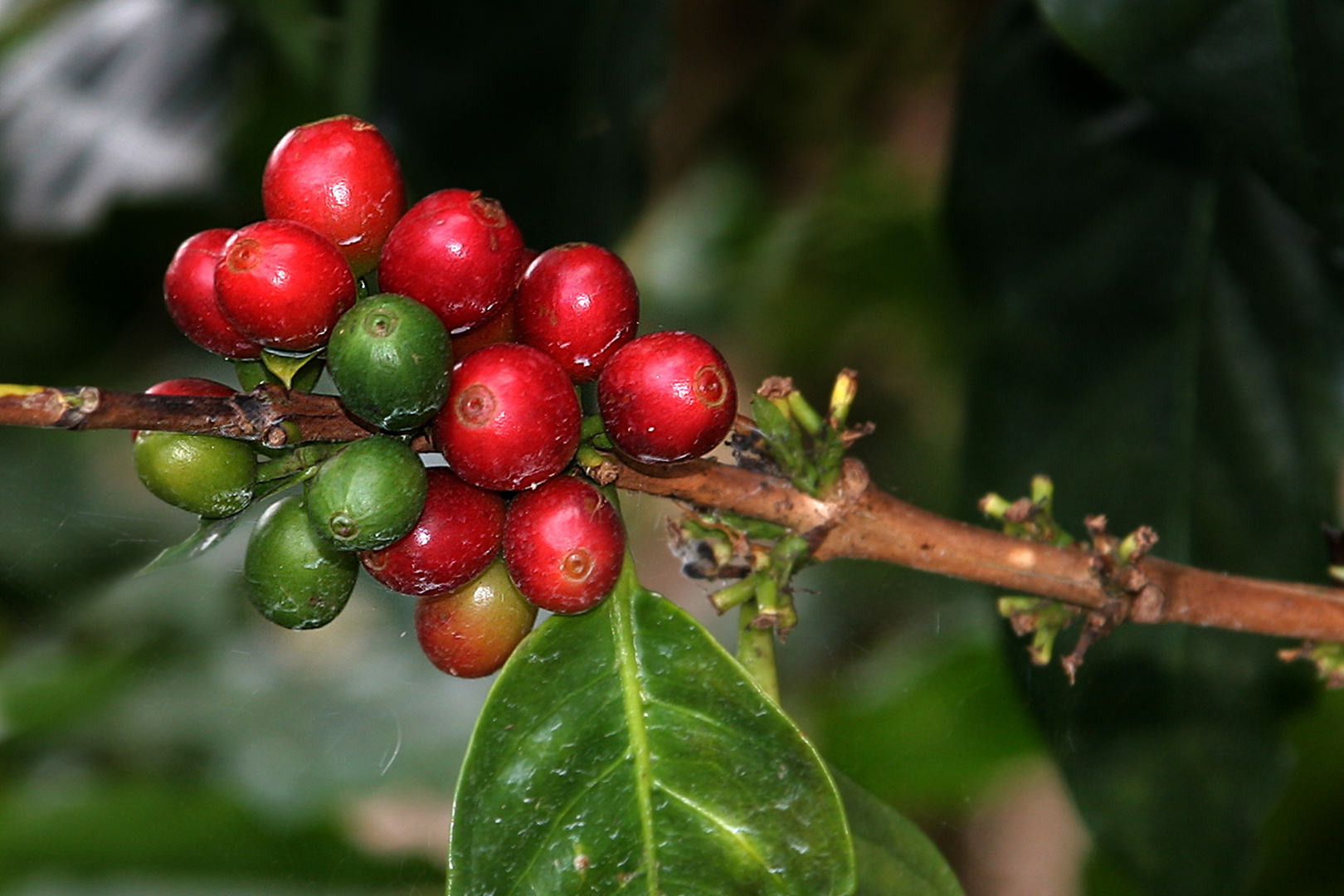 Kaffeepflanze (Costa Rica)