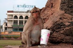 Kaffeetrinken bei den Affen