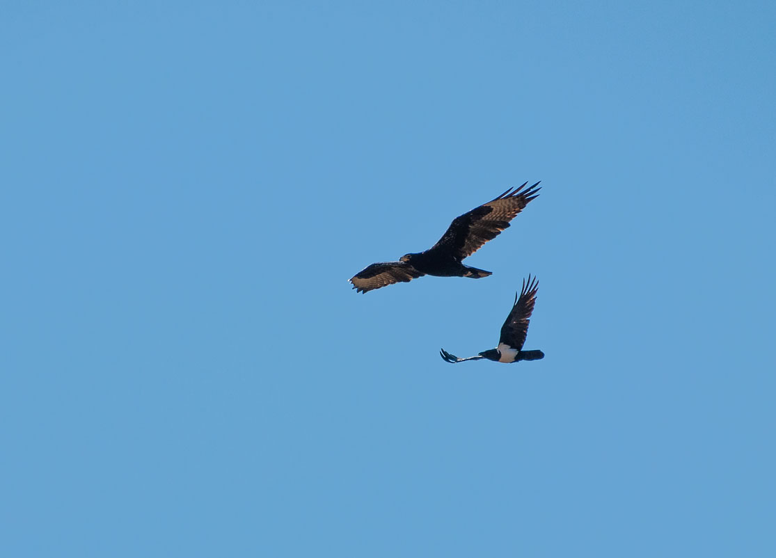 Kaffernadler (Aquila verreauxii) ...