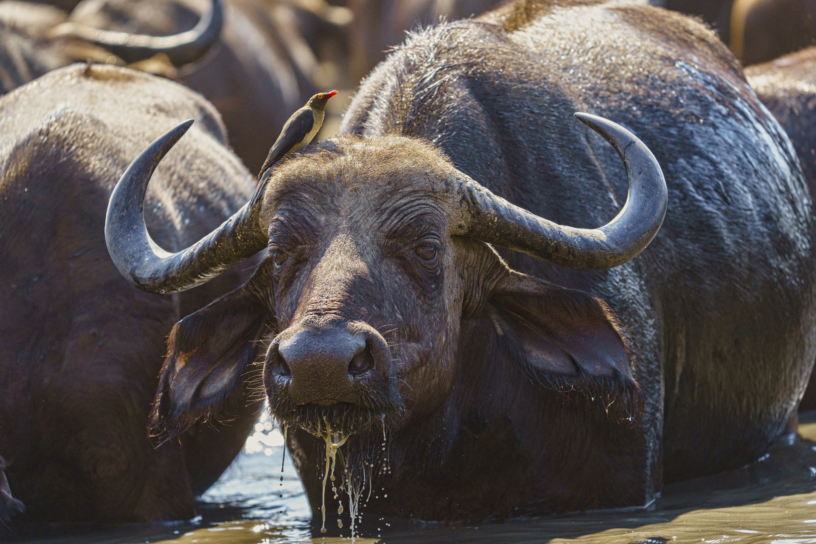 Kaffernbüffel am Wasserloch 01, 2019.09.19. - Mana Pools NP, Kavinga Camp