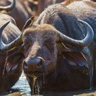 Kaffernbüffel am Wasserloch 01, 2019.09.19. - Mana Pools NP, Kavinga Camp