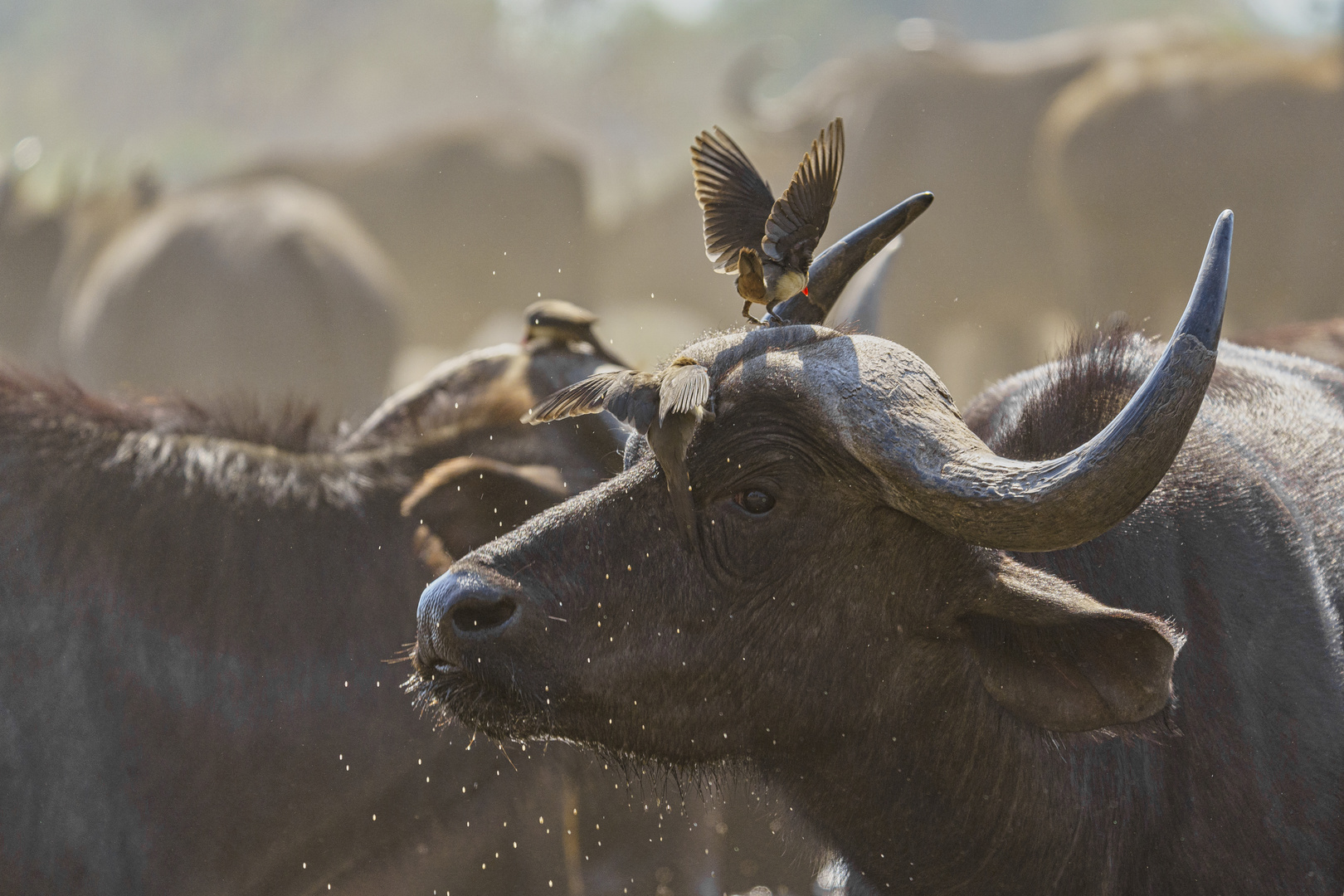 Kaffernbüffel am Wasserloch 02, 2019.09.19. - Mana Pools NP, Kavinga Camp