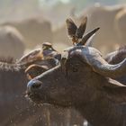 Kaffernbüffel am Wasserloch 02, 2019.09.19. - Mana Pools NP, Kavinga Camp