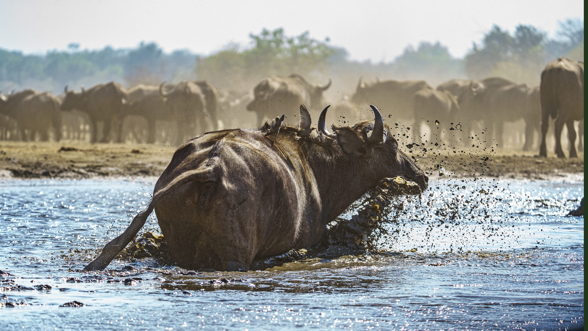 Kaffernbüffel am Wasserloch 03, 2019.09.19. - Mana Pools NP, Kavinga Camp