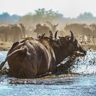 Kaffernbüffel am Wasserloch 03, 2019.09.19. - Mana Pools NP, Kavinga Camp