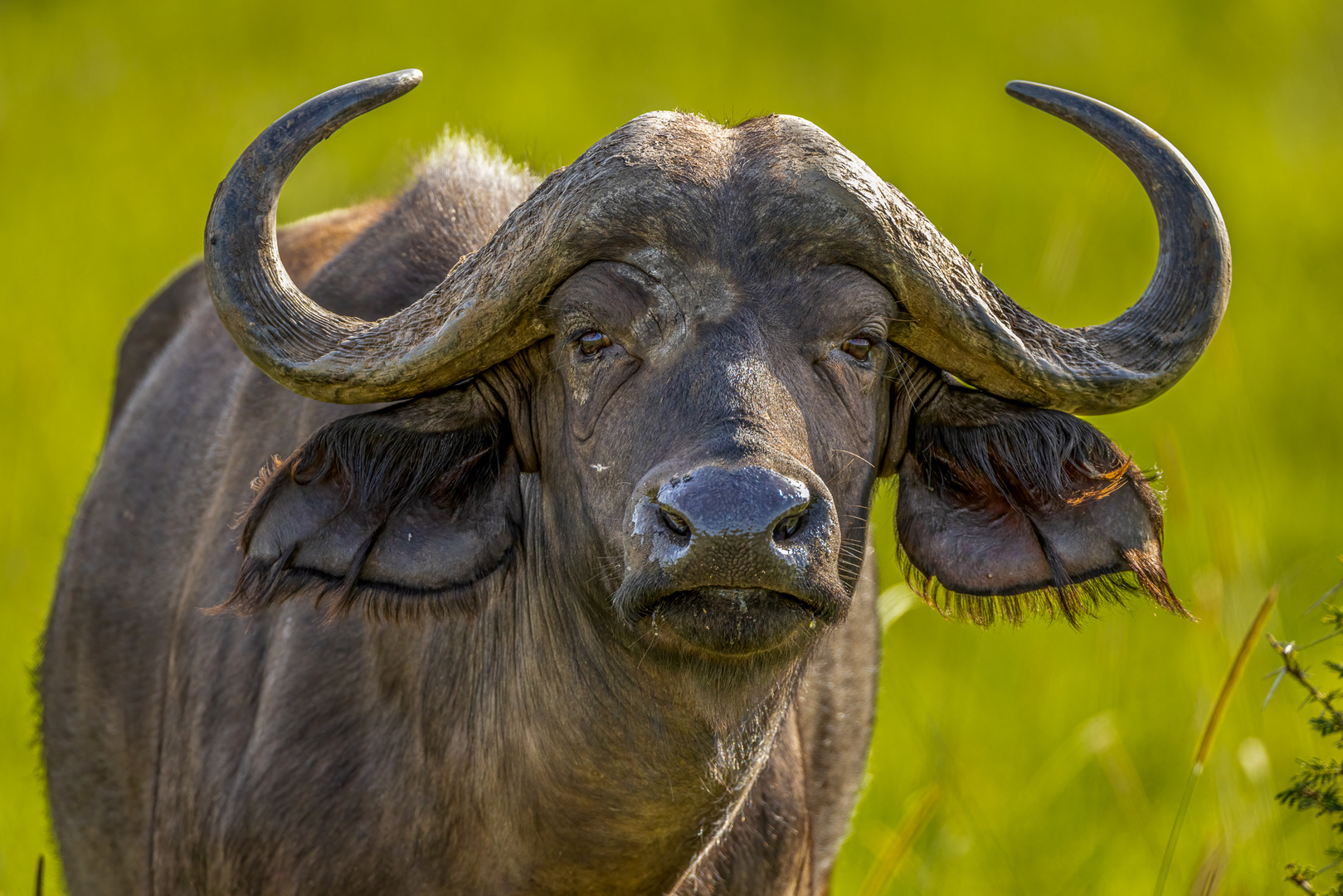 Kaffernbüffel  (Cape Buffalo)